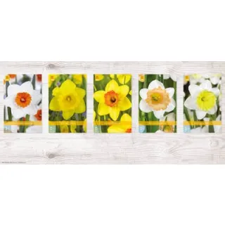 Compra NARCISOS Cofre (200 Unidades). en la tienda online Fito Agrícola