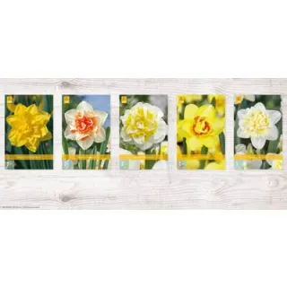 Compra NARCISOS DOBLES Cofre (200 Unidades). en la tienda online Fito Agrícola