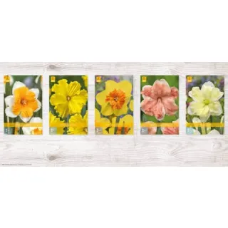 Compra NARCISOS BUTTERFLY Cofre (200 Unidades). en la tienda online Fito Agrícola