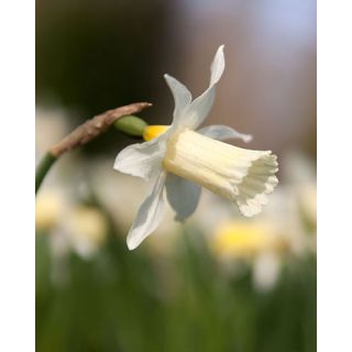 Compra NARCISOS ELKA (100 Unid.). en la tienda online Fito Agrícola