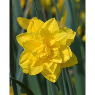 Compra NARCISOS GOLDEN DUCAT (100 Unid.). en la tienda online Fito Agrícola