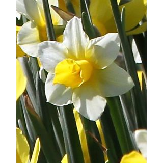 Compra NARCISOS GOLDEN ECHO (100 Unid.). en la tienda online Fito Agrícola