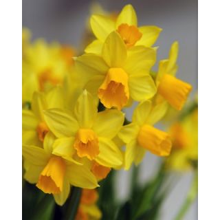 Compra NARCISOS JETFIRE (100 Unid.). en la tienda online Fito Agrícola