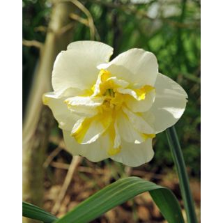 Compra NARCISOS LEMON BEAUTY (100 Unid.). en la tienda online Fito Agrícola