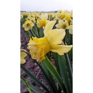 Compra NARCISOS MILENA (100 Unid.). en la tienda online Fito Agrícola