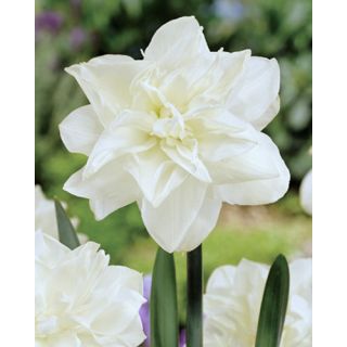 Compra NARCISOS OBDAN (100 Unid.). en la tienda online Fito Agrícola