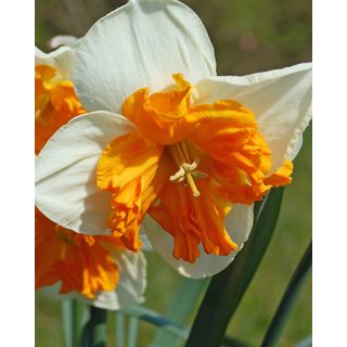 Compra NARCISOS ORANGERY (100 Unid.). en la tienda online Fito Agrícola