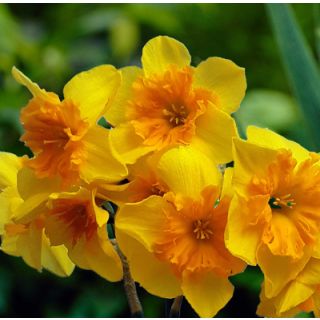 Compra NARCISOS SLICE OF LIFE (100 Unid.). en la tienda online Fito Agrícola