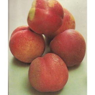 Compra NECTARINA FANTASIA en la tienda online Fito Agrícola