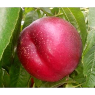 Compra NECTARINA GRANATE BLANCA en la tienda online Fito Agrícola