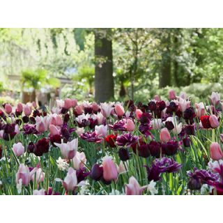 Compra NUDE & DARK (100 Unid.). en la tienda online Fito Agrícola