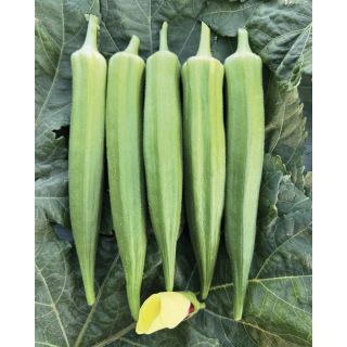 Compra OKRA KAMINI F1 (500 Semillas) en la tienda online Fito Agrícola