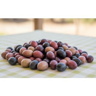 Compra OLIVO ACEBUCHE en la tienda online Fito Agrícola