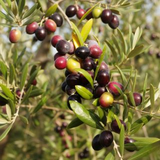 Compra OLIVO ARBEQUINA en la tienda online Fito Agrícola