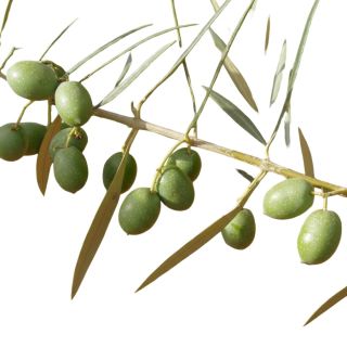 Compra OLIVO HOJIBLANCA en la tienda online Fito Agrícola