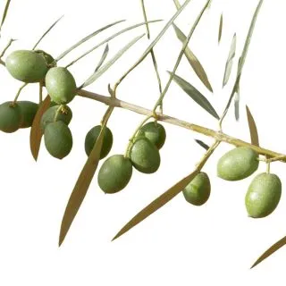 Compra OLIVO HOJIBLANCA en la tienda online Fito Agrícola