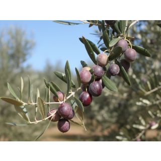Compra OLIVO MANZANILLA SEVILLANA en la tienda online Fito Agrícola