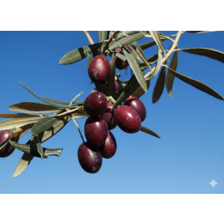 Compra PICO LIMÓN DE GRAZALEMA en la tienda online Fito Agrícola