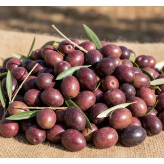 Compra OLIVO PICUAL en la tienda online Fito Agrícola