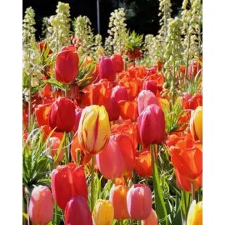 Compra ORANGE GLOW (100 Unid.). en la tienda online Fito Agrícola