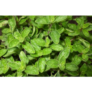 Compra ORÉGANO GRIEGO (100 gr.). en la tienda online Fito Agrícola