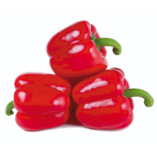 Compra PIMIENTO OVANDO F1 (1000 Semillas) en la tienda online Fito Agrícola