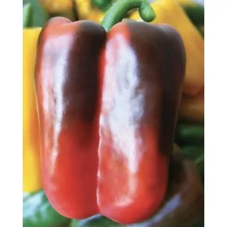 Compra PIMIENTO OROROSSO F1 (1.000 Semillas) en la tienda online Fito Agrícola