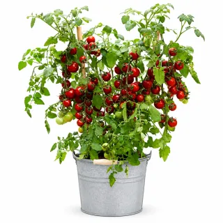 Compra TOMATE CHERRY F1|Tutti Frutti (1.000 Semillas). en la tienda online Fito Agrícola