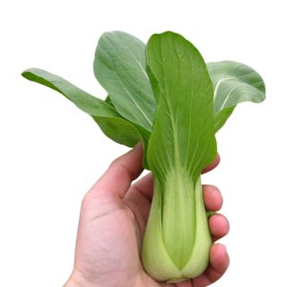 Compra PAK CHOI SUMMER BREEZE F1 (100.000 Semillas) en la tienda online Fito Agrícola