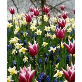 Compra PALETTE OF SPRING (100 Unid.) en la tienda online Fito Agrícola