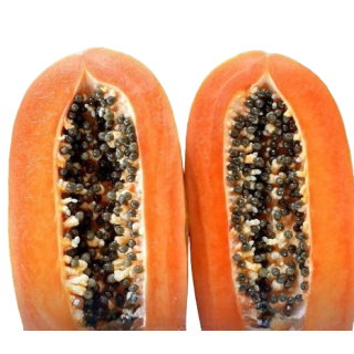 Compra PAPAYA CABALLERO en la tienda online Fito Agrícola