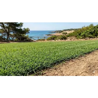Compra PASPALUM NOTATUM BAHIAGRASS COMÚN (10 Kgr.). en la tienda online Fito Agrícola