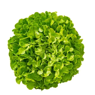 Compra LECHUGA PASTINICE Pildorada (5.000 Semillas). en la tienda online Fito Agrícola