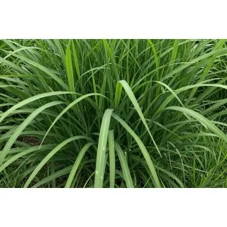 Compra PANICUM MAXIMUM (10 Kgr.). en la tienda online Fito Agrícola