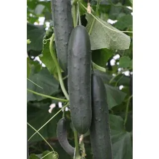 Compra PEPINO RAPITÁN F-1 (1.000 Semillas). en la tienda online Fito Agrícola