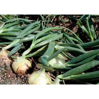 Compra CEBOLLA PEÑAFLOR F1 Pildorada (25.000 Semillas) en la tienda online Fito Agrícola