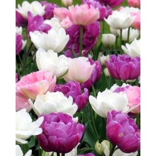 Compra PEACEFUL PASTELS (100 Unid.). en la tienda online Fito Agrícola