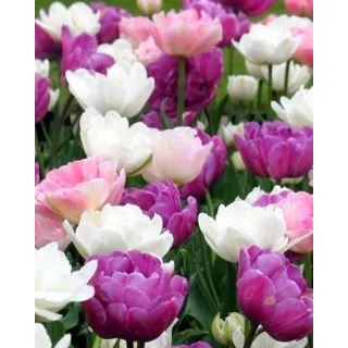 Compra PEACEFUL PASTELS (100 Unid.). en la tienda online Fito Agrícola