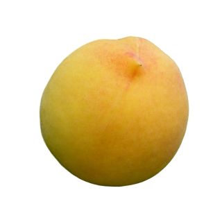 Compra MELOCOTONERO Nº 58 en la tienda online Fito Agrícola