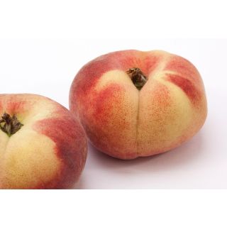 Compra PARAGUAYO DELFIN (B) en la tienda online Fito Agrícola