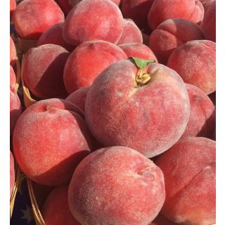 Compra MELOCOTONERO SPRINGCREST en la tienda online Fito Agrícola