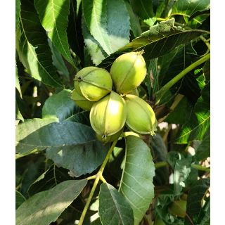 Compra PECANERO CHOCTAW en la tienda online Fito Agrícola