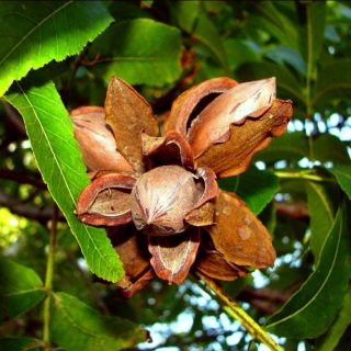 Compra PECANERO DESIRABLE en la tienda online Fito Agrícola