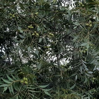 Compra PECANERO KIOWA en la tienda online Fito Agrícola