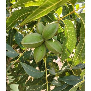 Compra PECANERO PAWNEE en la tienda online Fito Agrícola