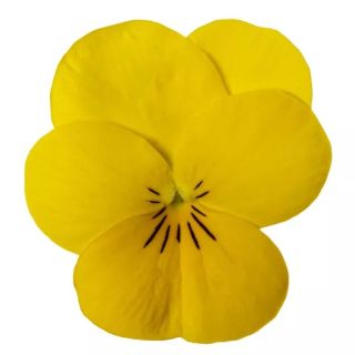 Compra VIOLA CORNUTA PENNY YELLOW (240 Plantas). en la tienda online Fito Agrícola