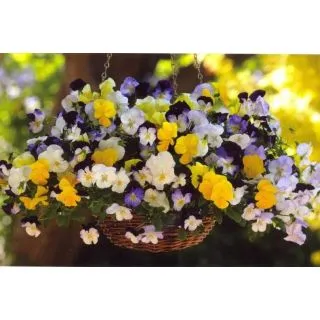 Compra PENSAMIENTO COOL WAVE MIX (144 Plantas). en la tienda online Fito Agrícola