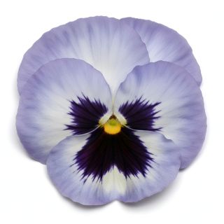 Compra PENSAMIENTO MATRIX BLUE FROST (240 Plantas). en la tienda online Fito Agrícola