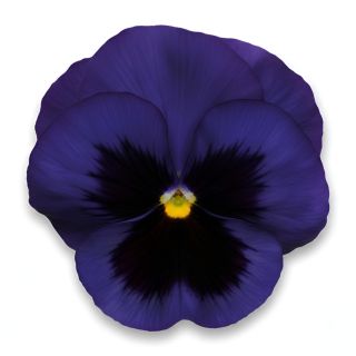 Compra PENSAMIENTO MATRIX BLUE WITH BLOTCH (240 Plantas). en la tienda online Fito Agrícola