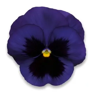 Compra PENSAMIENTO MATRIX BLUE WITH BLOTCH (240 Plantas). en la tienda online Fito Agrícola